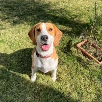 Beagle, Köpek  MAYLO fotoğrafı