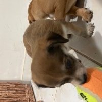 Minyatür Pinscher, Köpek  Cazibe fotoğrafı