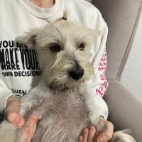 Maltese, Köpek  Felix fotoğrafı