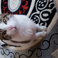 Tekir Kedi, Kedi  Mısır fotoğrafı