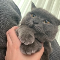 British Shorthair, Kedi  Bal fotoğrafı