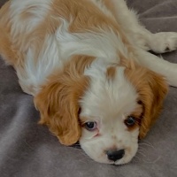King Charles Spaniel, Köpek  Cookie fotoğrafı