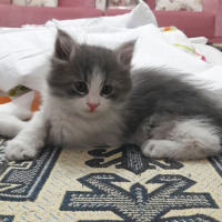 Ragamuffin, Kedi  yaramaz fotoğrafı
