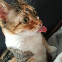 Tekir Kedi, Kedi  mia fotoğrafı