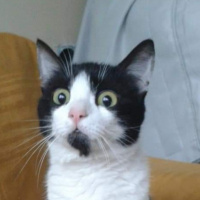 Tekir Kedi, Kedi  mia fotoğrafı