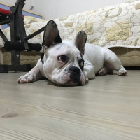Fransız Bulldog, Köpek  azman fotoğrafı