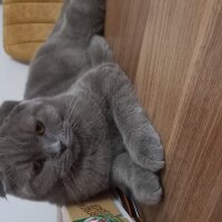 British Shorthair, Kedi  Karamel fotoğrafı