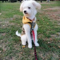 Maltese, Köpek  Reyna fotoğrafı