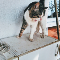 Tekir Kedi, Kedi  Tofil fotoğrafı