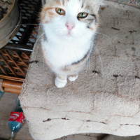 Tekir Kedi, Kedi  Tofil fotoğrafı