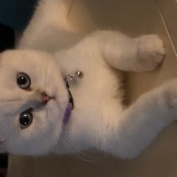 British Shorthair, Kedi  Boncuk fotoğrafı
