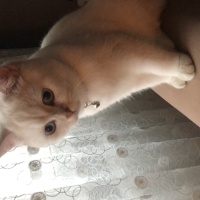 British Shorthair, Kedi  Boncuk fotoğrafı