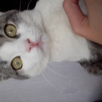 Tekir Kedi, Kedi  Lucy fotoğrafı