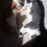 Tekir Kedi, Kedi  Lucy fotoğrafı