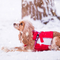 Amerikan Cocker Spaniel, Köpek  lucy fotoğrafı