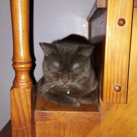 British Shorthair, Kedi  Kurşun fotoğrafı