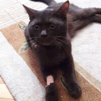 British Shorthair, Kedi  Kurşun fotoğrafı