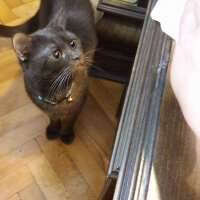 British Shorthair, Kedi  Kurşun fotoğrafı