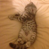 Scottish Fold, Kedi  Karlos fotoğrafı