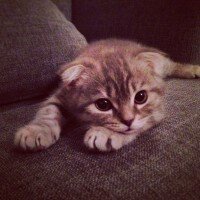 Scottish Fold, Kedi  Karlos fotoğrafı