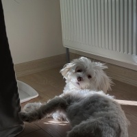 Maltese, Köpek  Bueno fotoğrafı