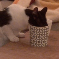 Tekir Kedi, Kedi  Molly fotoğrafı