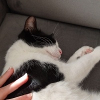 Tekir Kedi, Kedi  Molly fotoğrafı