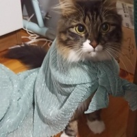Tekir Kedi, Kedi  Misoş fotoğrafı