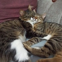Tekir Kedi, Kedi  Misoş fotoğrafı