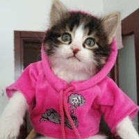 Tekir Kedi, Kedi  Misoş fotoğrafı
