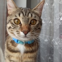 Tekir Kedi, Kedi  Limon fotoğrafı