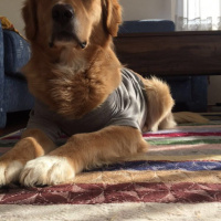Golden Retriever, Köpek  Şans fotoğrafı