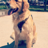 Golden Retriever, Köpek  Şans fotoğrafı