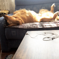 Golden Retriever, Köpek  Şans fotoğrafı