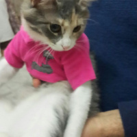 Tekir Kedi, Kedi  Tarçın fotoğrafı