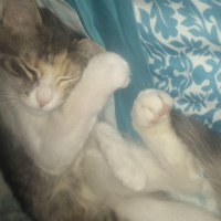 Tekir Kedi, Kedi  Tarçın fotoğrafı