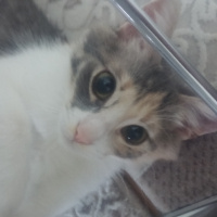 Tekir Kedi, Kedi  Tarçın fotoğrafı