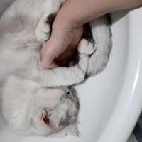 British Shorthair, Kedi  Pamuk fotoğrafı