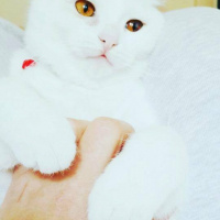 Van Kedisi, Kedi  Üzüm  fotoğrafı