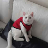 Van Kedisi, Kedi  Üzüm  fotoğrafı
