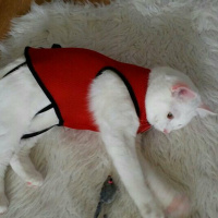 Van Kedisi, Kedi  Üzüm  fotoğrafı
