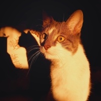 Tekir Kedi, Kedi  ALEX fotoğrafı