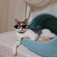 Tekir Kedi, Kedi  ALEX fotoğrafı
