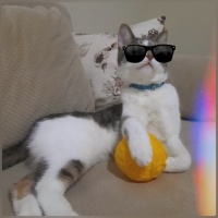 Tekir Kedi, Kedi  ALEX fotoğrafı