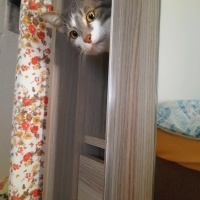 Tekir Kedi, Kedi  ALEX fotoğrafı