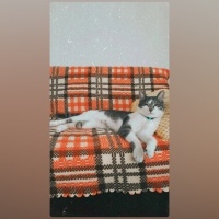 Tekir Kedi, Kedi  ALEX fotoğrafı