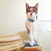 Tekir Kedi, Kedi  ALEX fotoğrafı