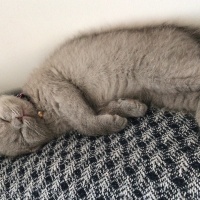 Scottish Fold, Kedi  ŞUKUFE fotoğrafı