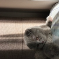 Scottish Fold, Kedi  ŞUKUFE fotoğrafı