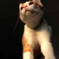 Sarman, Kedi  Karamel fotoğrafı